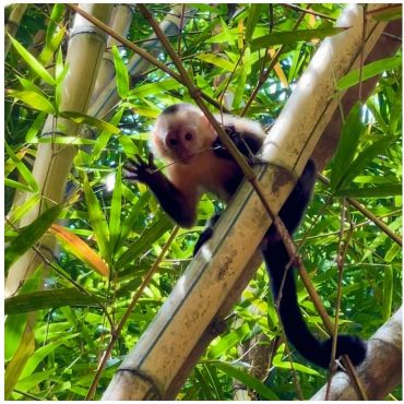 The Sanctuary Costa Rica On Instagram